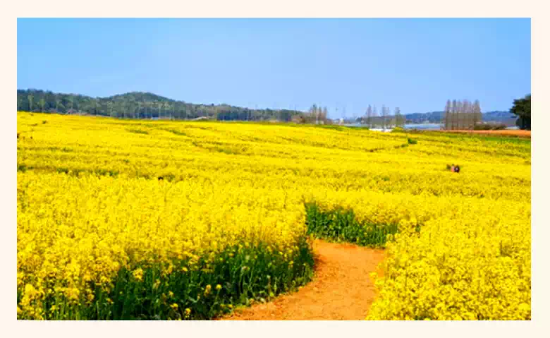 폭싹속았수다결말 유채밭