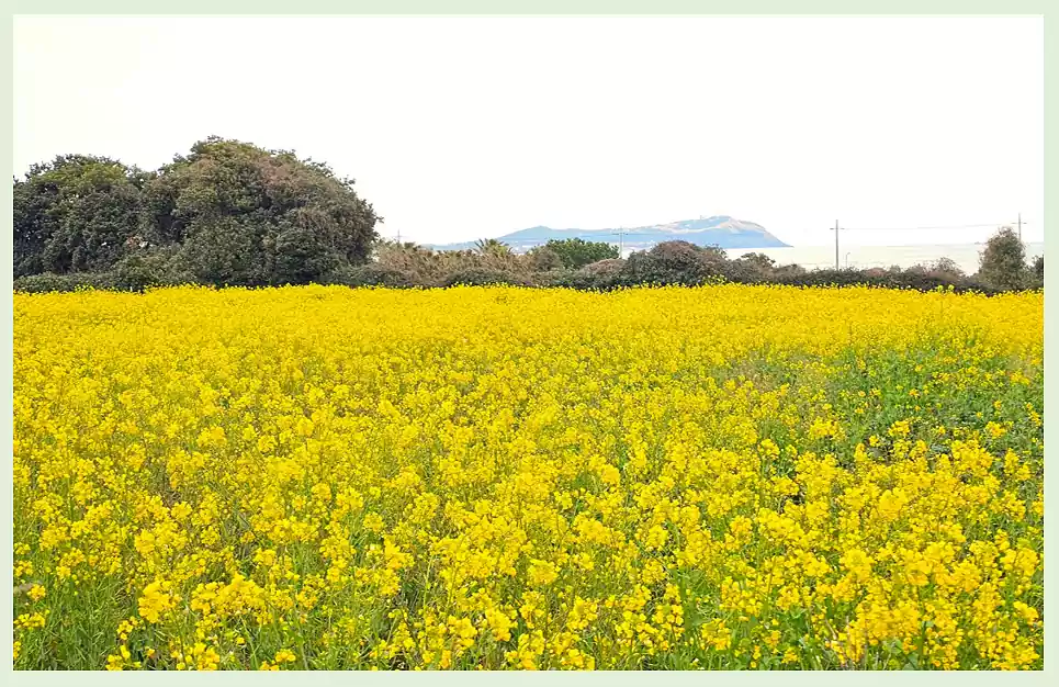 폭삭 속았수다 뜻, 제주도 사투리 사용법,