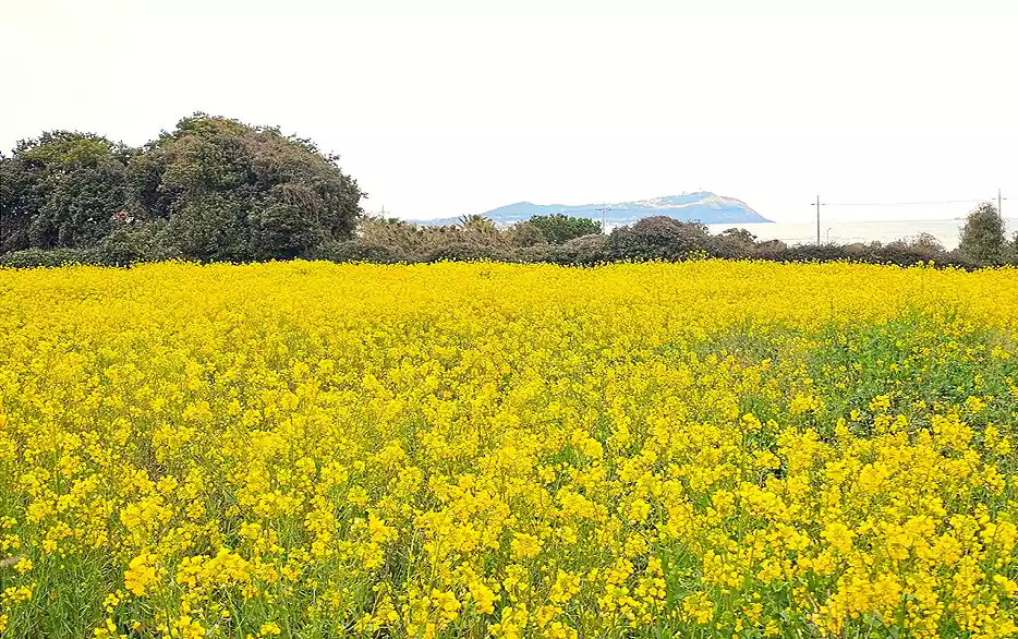 폭삭 속았수다 뜻_제주도 사투리 사용법_사진2
