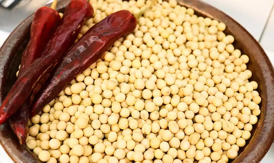 한국 음식의 발효 과학, 김치와 된장의 비밀 알아보기 5 김치와 된장의 비밀_한국 음식의 발효과학_미생물3