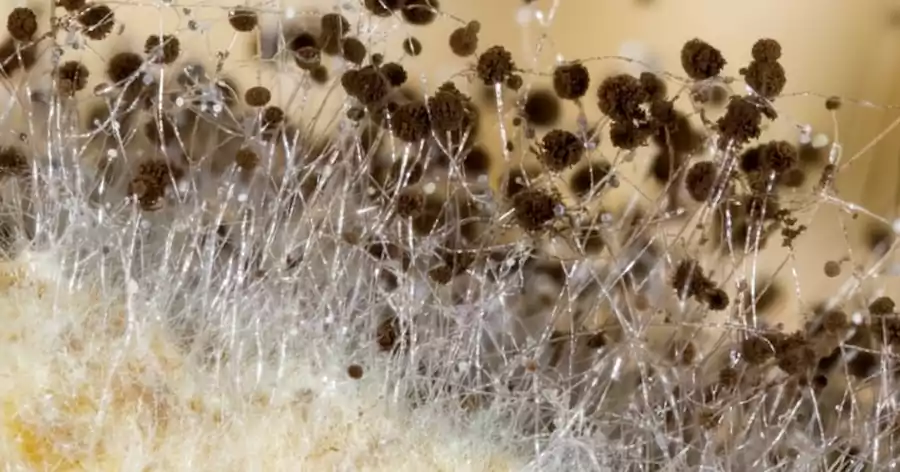 한옥의 온돌 원리, 온돌의 난방 구조와 전통 건축의 과학적 가치 6 한옥의 온돌 원리, 온돌의 난방 구조_곰팡이