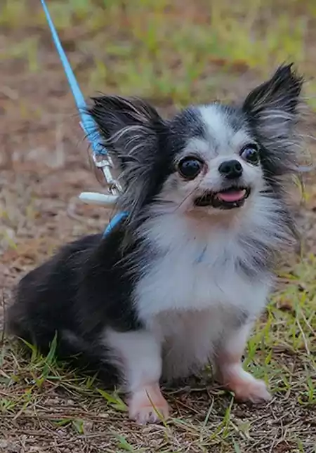 스프링 피버 출연진 줄거리 인물관계 및 몇 부작 원작까지 정리 15 스프링 피버 출연진 줄거리_춘곤증 로맨스4_3봄식_출연 강아지