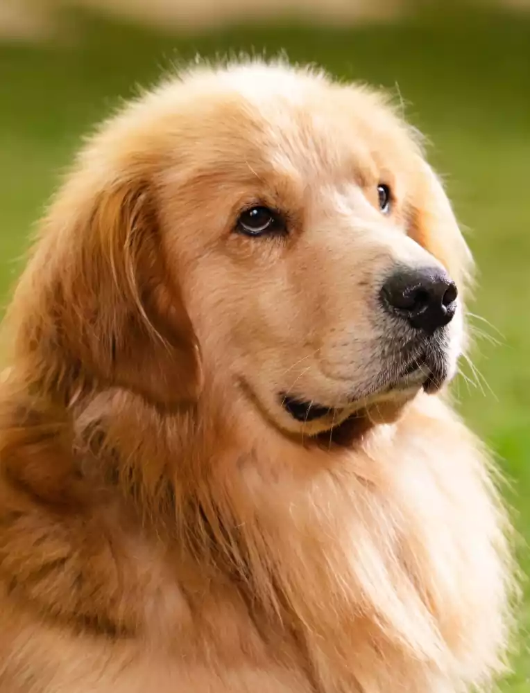 In Your Radiant Season Cast, Plot Summary & Episode Guide | 찬란한 너의 계절에 9 In Your Radiant Season cast_In Your Radiant Season plot summary2_3_3Genius_played by Golden Retriever